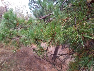 Pine under rain