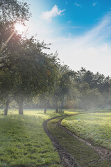 Parc au petit matin avec brume. Banc dans un parc avec des arbres. Chemin dans un parc.