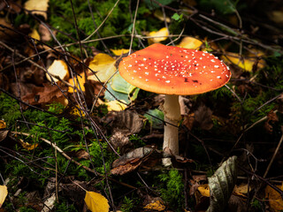 Red cap, fly agaric mushroom found in english woodland