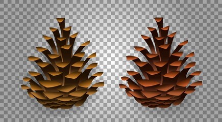 Fir cones. Spruce cone on a transparent background. Isolated. Vector