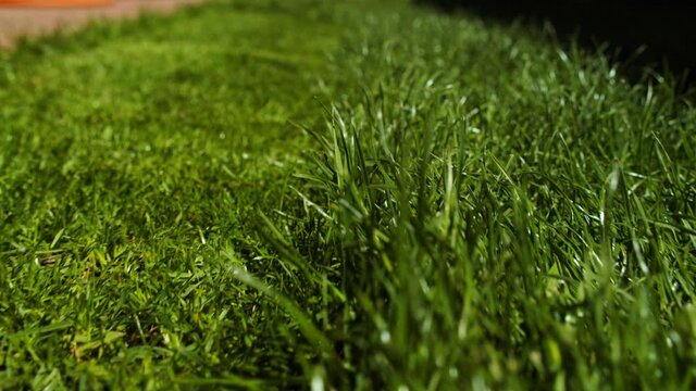 Green grass close-up. Slow motion low angle view to the green juicy lawn.  Backyard grass in perspective, it's time to cut. One part of lawn is trimmed, the other is not. Difference concept.