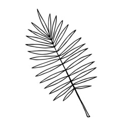 Tropical palm leaf, single branch isolated on white. Black line doodle sketch, hand drawn floral element. Vector illustration for foliage patterns, natural design, relax or vacation concept.