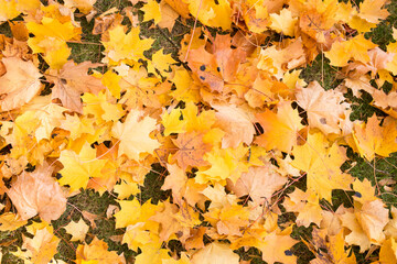 Naklejka na ściany i meble Autumn maple leaves on the ground in the park.