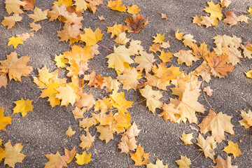 Autumn maple leaves on the ground in the park.