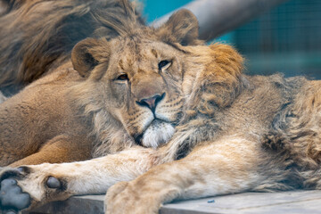 lion