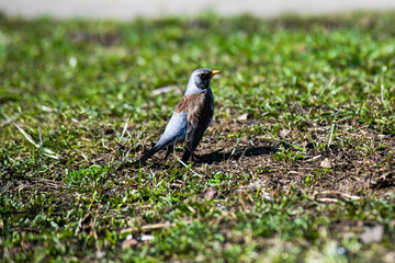 bird on the grass