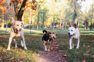 Different dog breeds have fun together 