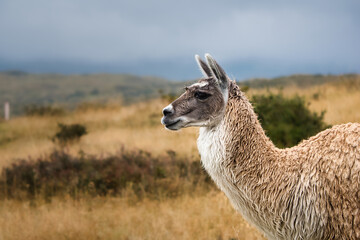 Obraz premium Llama in Cotopaxi National Park looks around