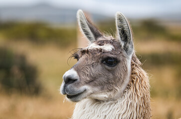 Llama in Cotopaxi National Park looks around
