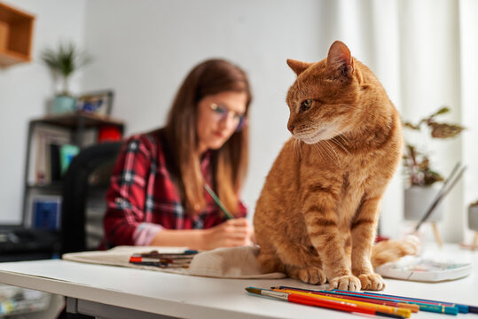 Young woman working at home with her cat on the desk