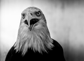 Oiseau de proie 