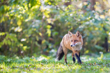 red fox in the forest