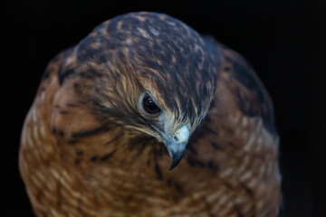 Yellow Tail Hawk on black background