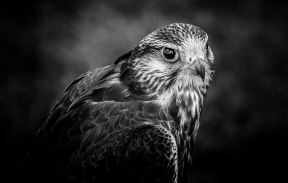 Oiseau de proie 
