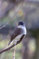 Chickadee bird on perch with black-capped