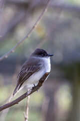 Chickadee bird on perch with black-capped