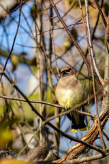 Waxwing bird with mask on perch