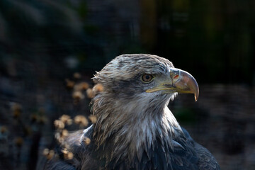 Bald Eagle on black background