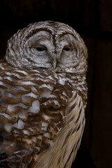 Closeup of owl with black background
