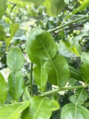 Citrus hystrix leaves in nature garden