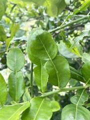 Fototapeta na wymiar Citrus hystrix leaves in nature garden