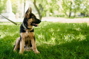 Black and brown little puppy looking aside while relaxing on green grass after walk. Purebred dog on leaf sitting at summer park. Time with lovely pets.