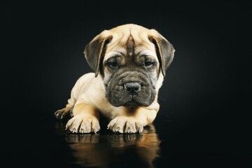 bullmastiff puppy isolated on black background 