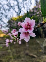 pink blossom