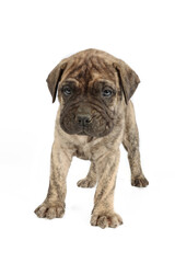 bullmastiff puppy isolated on white background 
