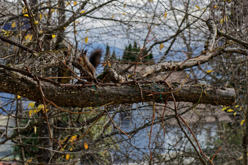 squirrel on a tree with a walnut in it's mouth