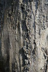 Late fall. November. The trunk of a withered tree. Texture. Surface