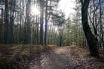 Late fall. November. Sunny day in the forest. Horizontal shot against the sun