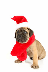 puppy bullmastiff  with disguise and christmas decoration 