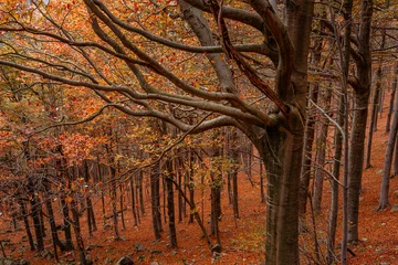 Fototapeten Red forest in autumn at Colle del Melogno in Liguria, Italy. Foliage. © maramade