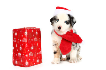 puppy australian shepherd  with disguise and christmas decoration isolated on white 