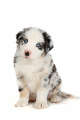 Australian shepherd merle puppy isolated on white background