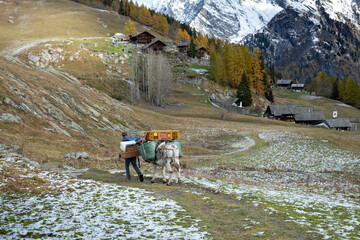 Mountain life scene, mountaineer goes down to the valley at the end of the season carrying his things with the mule