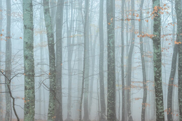 Woods in fog. Trunks of trees in a grayish-blue haze with yellow spots of falling autumn leaves. November mood wallpaper.