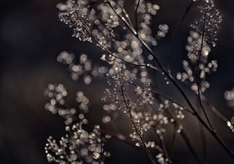 Delicate branches of a dry flower in drops and cobwebs sparkling in the sun. artistic natural photo. 