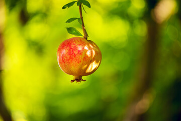 Ripe pomegranate fruit on branches in a green garden.