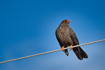 Blackbird on power line looks around
