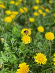 yellow dandelion flowers