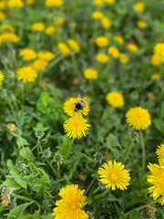 yellow dandelion flowers