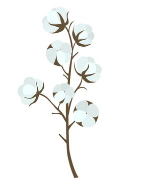 Cotton branch isolated object. Drawn twig with ripe cotton bolls, hand drawing. Single plant, gray for the production of material, vector illustration.