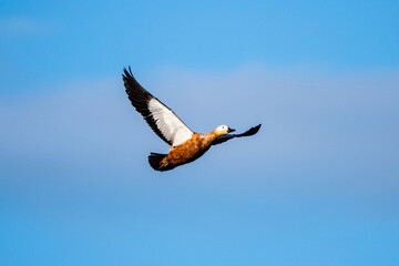 A ruddy shelduck (Tadorna ferruginea) is seen flying during an autumn day
