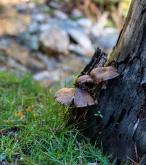 Autumn in the forest. Close-up of mushroom surrounded by greenery. Mushrooms and fungi.
