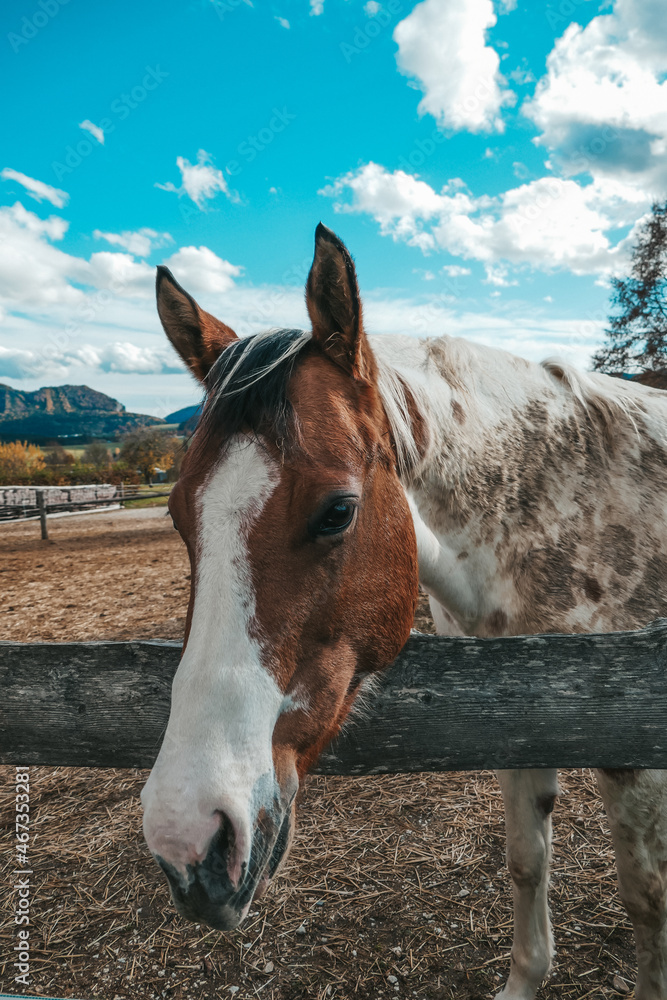 Wall mural Portrait of a beautiful horse close up on the farm.