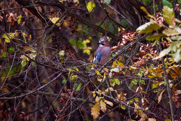 A Eurasian jay on a branch. Garrulus glandarius