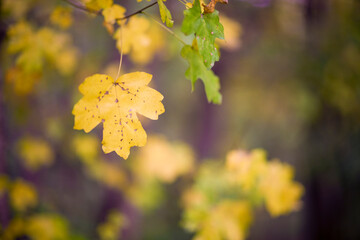 close up with the leaves of a tree and blur background, autumn colors.