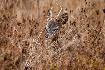 deer at the edge of a forest during autumn